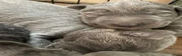 Mixed Breed dogs for sale: Labrador x lurcher (lurcherdor) - Advert 13