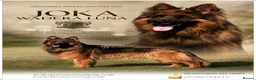 German Shepherd dogs for sale: LONGHAIRED GERMAN SHEPHERD FEMALE - Advert 5
