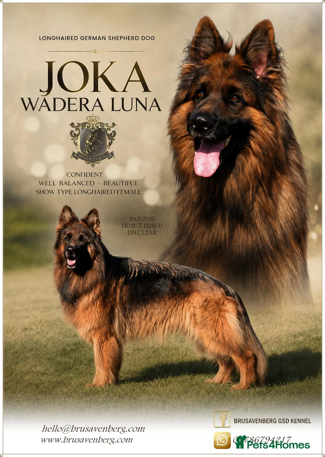 German Shepherd dogs for sale: LONGHAIRED GERMAN SHEPHERD FEMALE - Advert 5