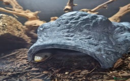 Corn Snake reptiles for sale: Adult Female Corn Snake For Sale - Image 5