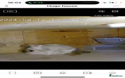 Ragdoll cats for stud: GCCF & TICA BLUE BICOLOUR RAGDOLL STUD  in Gravesend - Image 8