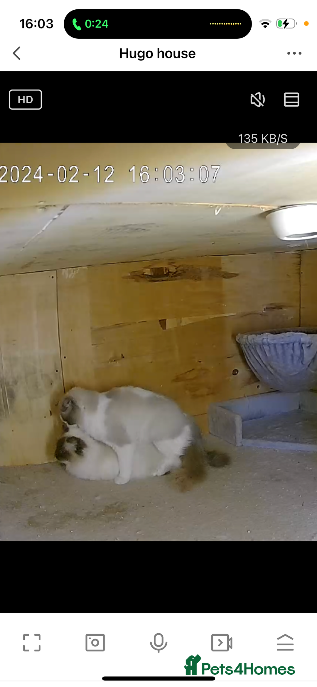 Ragdoll cats for stud: GCCF & TICA BLUE BICOLOUR RAGDOLL STUD  in Gravesend - Image 8