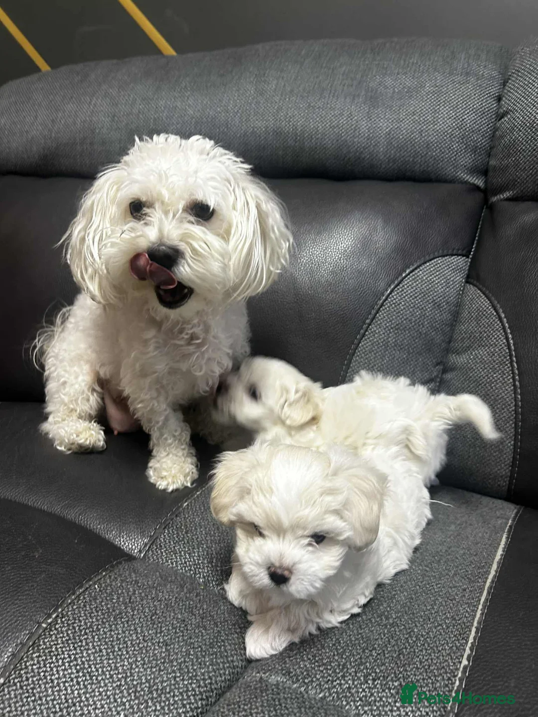 Maltese dogs for sale: Bichon Frise 2 lovely boys - Advert 9