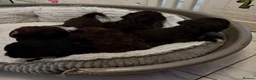Shihpoo dogs for sale: Toy shipoo pups  - Advert 5