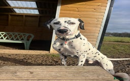 Dalmatian dogs for sale: Potential rehome - male LUA Dalmatian  - Advert 11