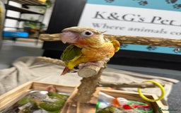 Conures birds for sale: Hand rear baby conures  - Image 7