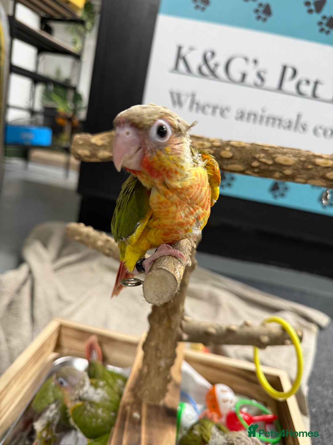 Conures birds for sale: Hand rear baby conures  - Image 7