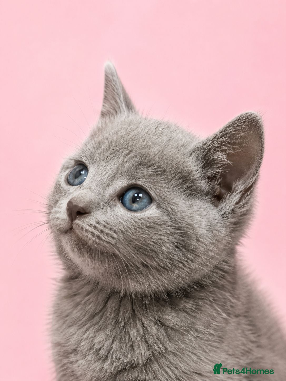 Russian Blue cats Russian Blue Kittens for Sale - Advert 2