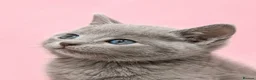 Russian Blue cats for sale: Russian Blue Kittens for Sale - Advert 5