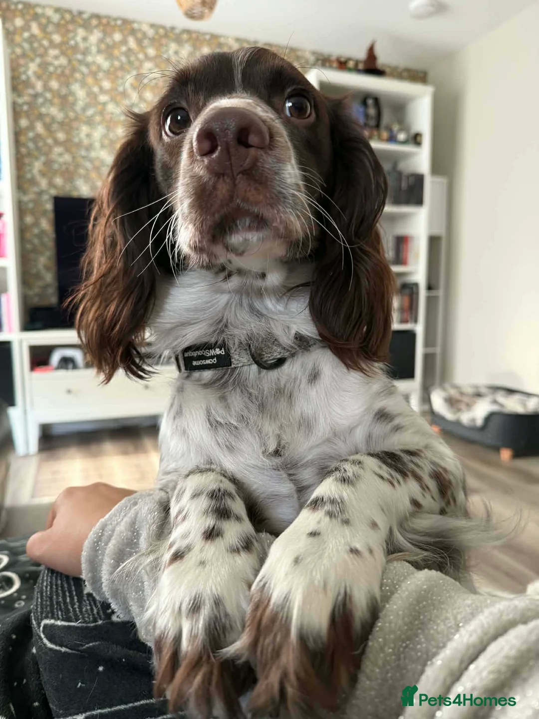 Sprocker dogs for sale: Loving Home Needed for Active Male 2yo Sprocker - Advert 2
