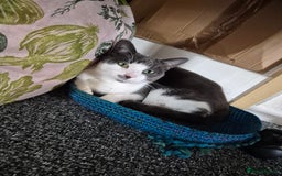 British Shorthair cats for sale: Hilda - Image 1