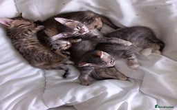 Bengal cats for sale: BENGAL Cross Kittens ♡ BLUE | READY NOW - Image 6
