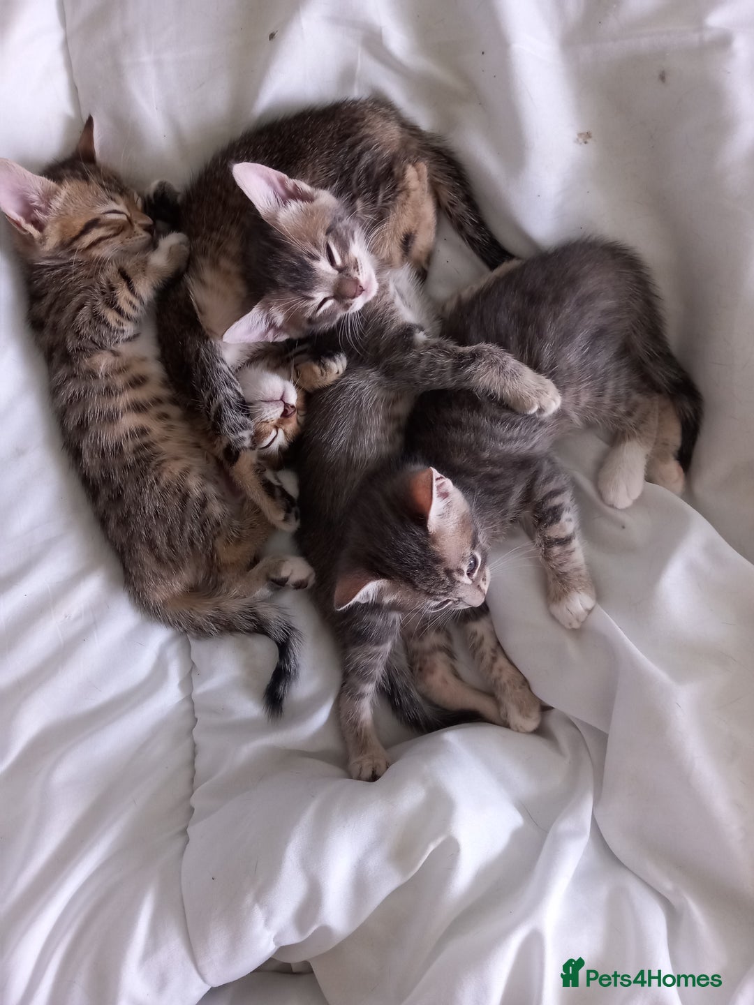 Bengal cats for sale: BENGAL Cross Kittens ♡ BLUE | READY NOW - Image 6