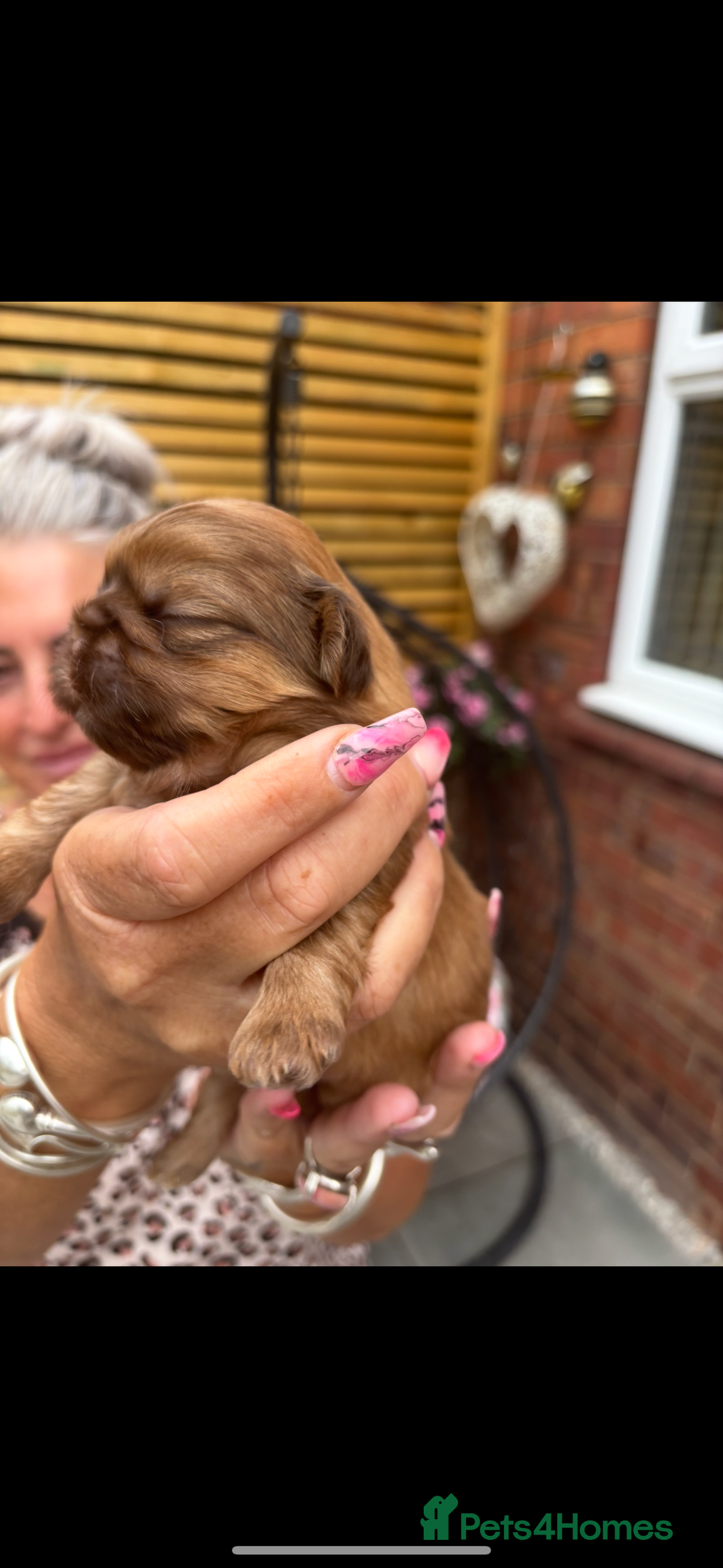 Shih Tzu dogs for sale: Imperial shih tzu puppies - Image 17