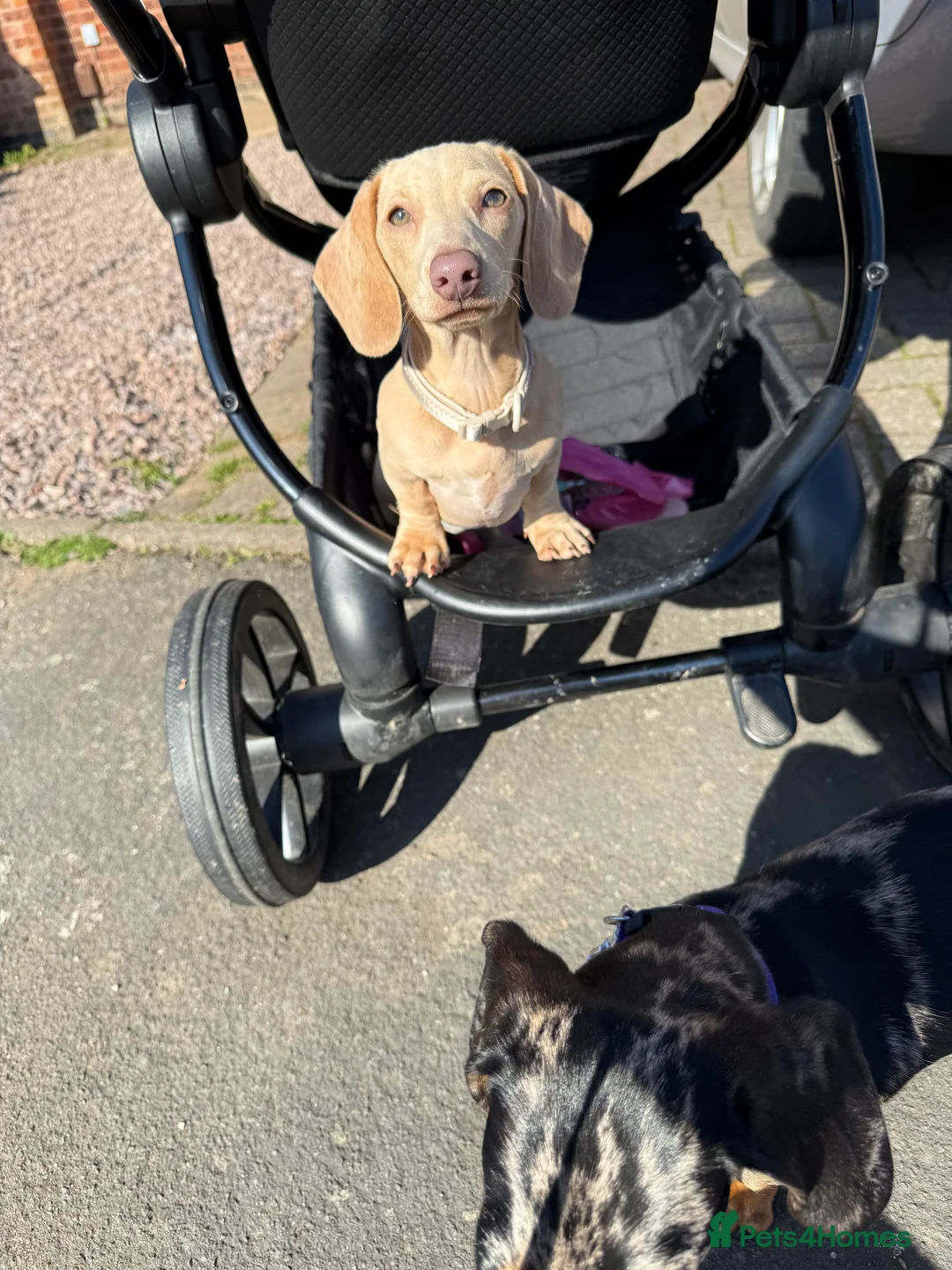 Miniature Dachshund dogs for sale: pure cream pink nose KC reg miniature dachshund  - Advert 2