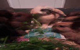 Mixed Breed rabbits for sale: Free to loving forever homes  - Image 18