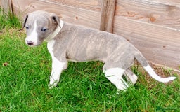 Whippet dogs for sale: Quality KC reg Whippet Puppies - Image 8