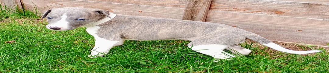 Whippet Puppy 6