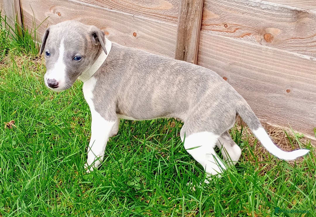 Whippet dogs for sale: Quality KC reg Whippet Puppies - Image 8