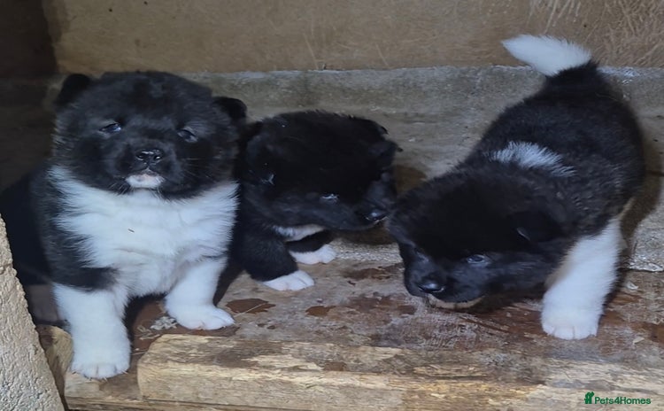Akita dogs - Advert 2