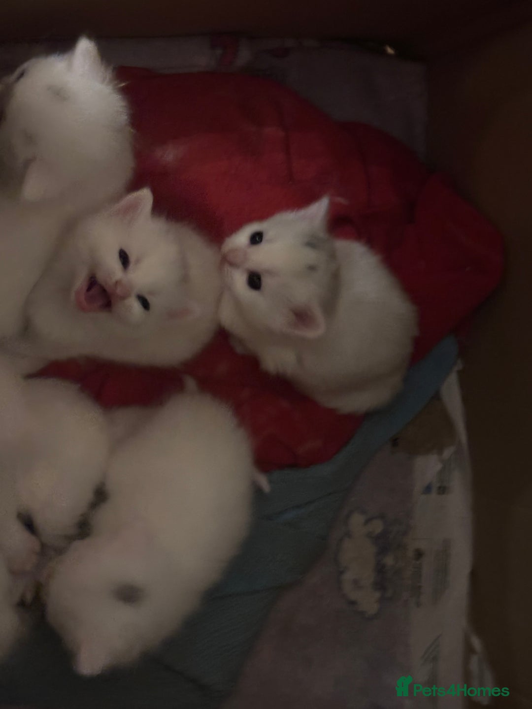 Mixed Breed cats for sale: 7 white kittens READY ASAP - Advert 19