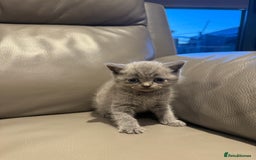 British Shorthair cats for sale: British Shorthair Kittens - Image 7