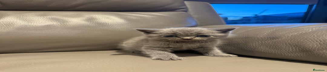 British Shorthair Kitten 4