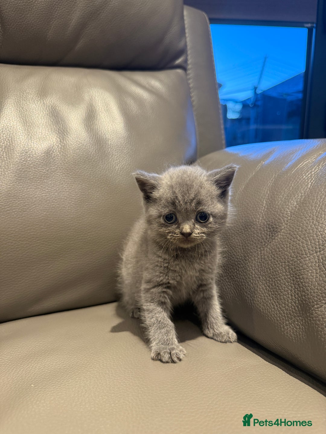 British Shorthair cats for sale: British Shorthair Kittens - Image 7