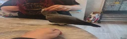 Parrots birds for sale: Hand reared 11 month old female african grey - Advert 4