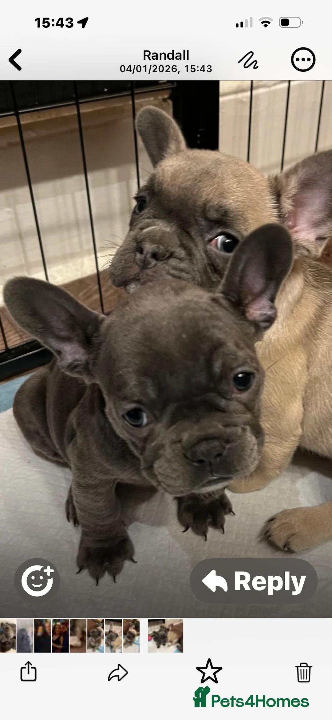 French Bulldog dogs for sale: French Bulldog Puppies for sale - Advert 7