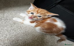 Mixed Breed cats for sale: Fluffy Mixed Breed Kittens For Sale  - Image 22