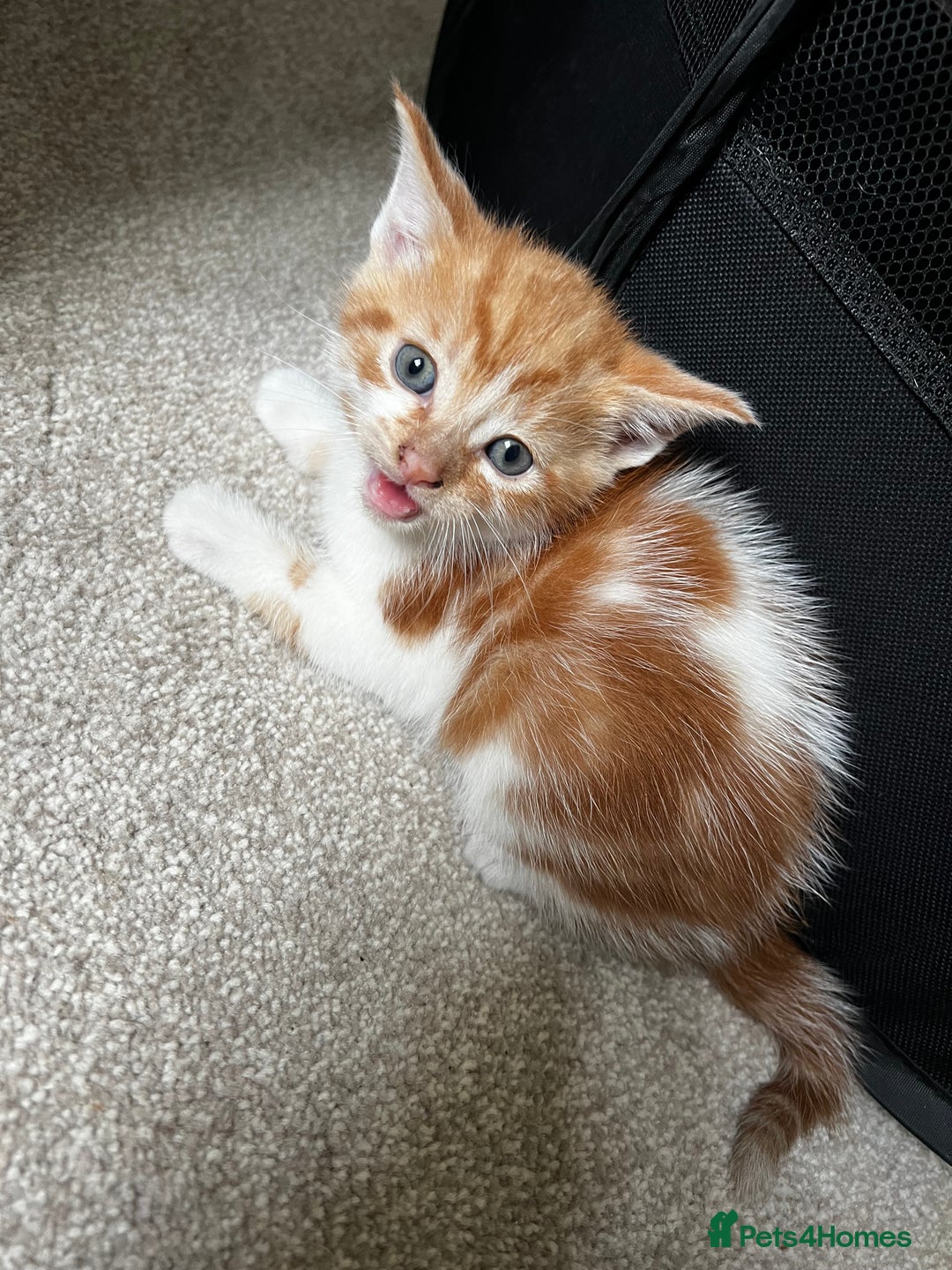 Mixed Breed cats for sale: Fluffy Mixed Breed Kittens For Sale  - Image 22