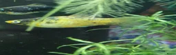 Platies fish for sale: Platy - Advert 1