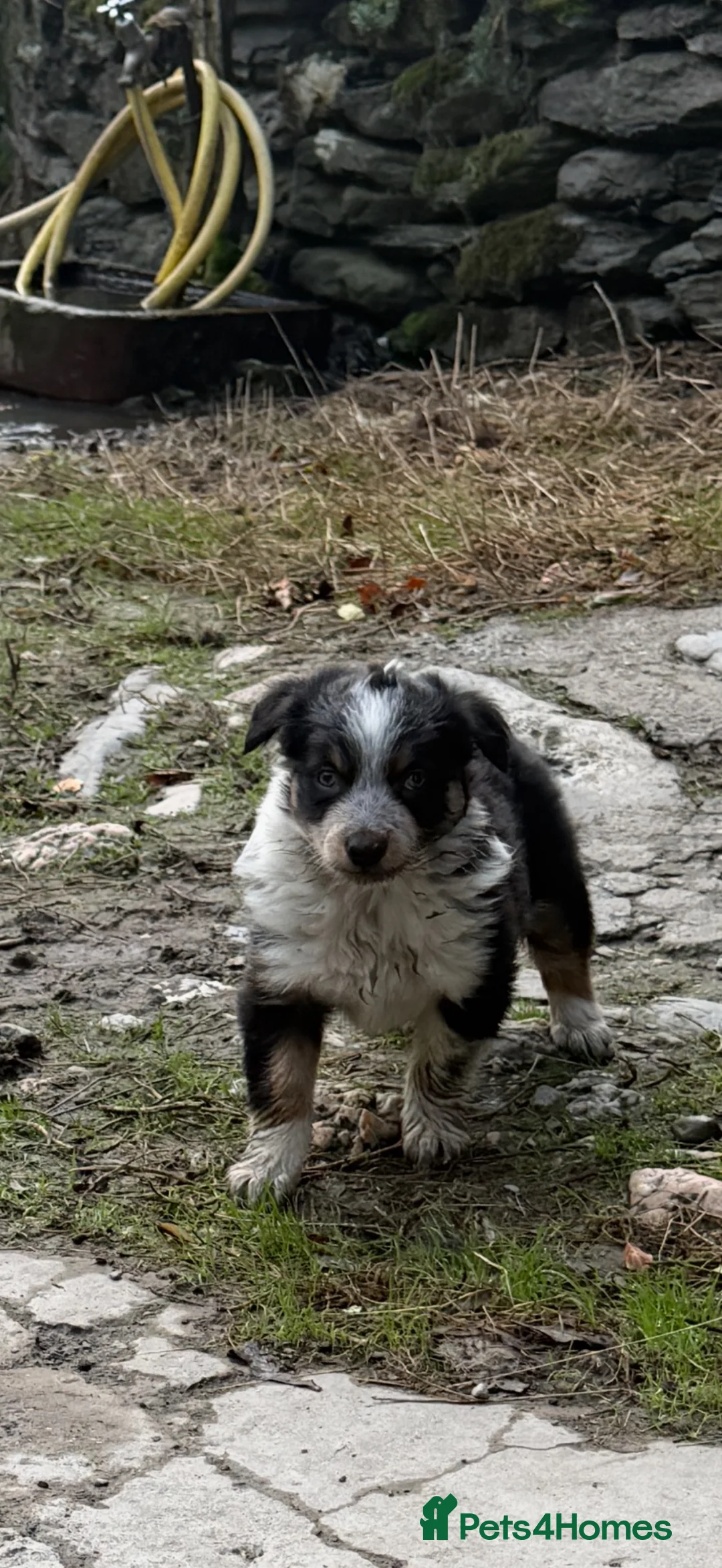 Border Collie dogs for sale: Border collie pups for sale - Advert 2