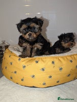 Yorkshire Terrier dogs - Advert 4