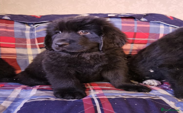 Newfoundland dogs - Advert 1