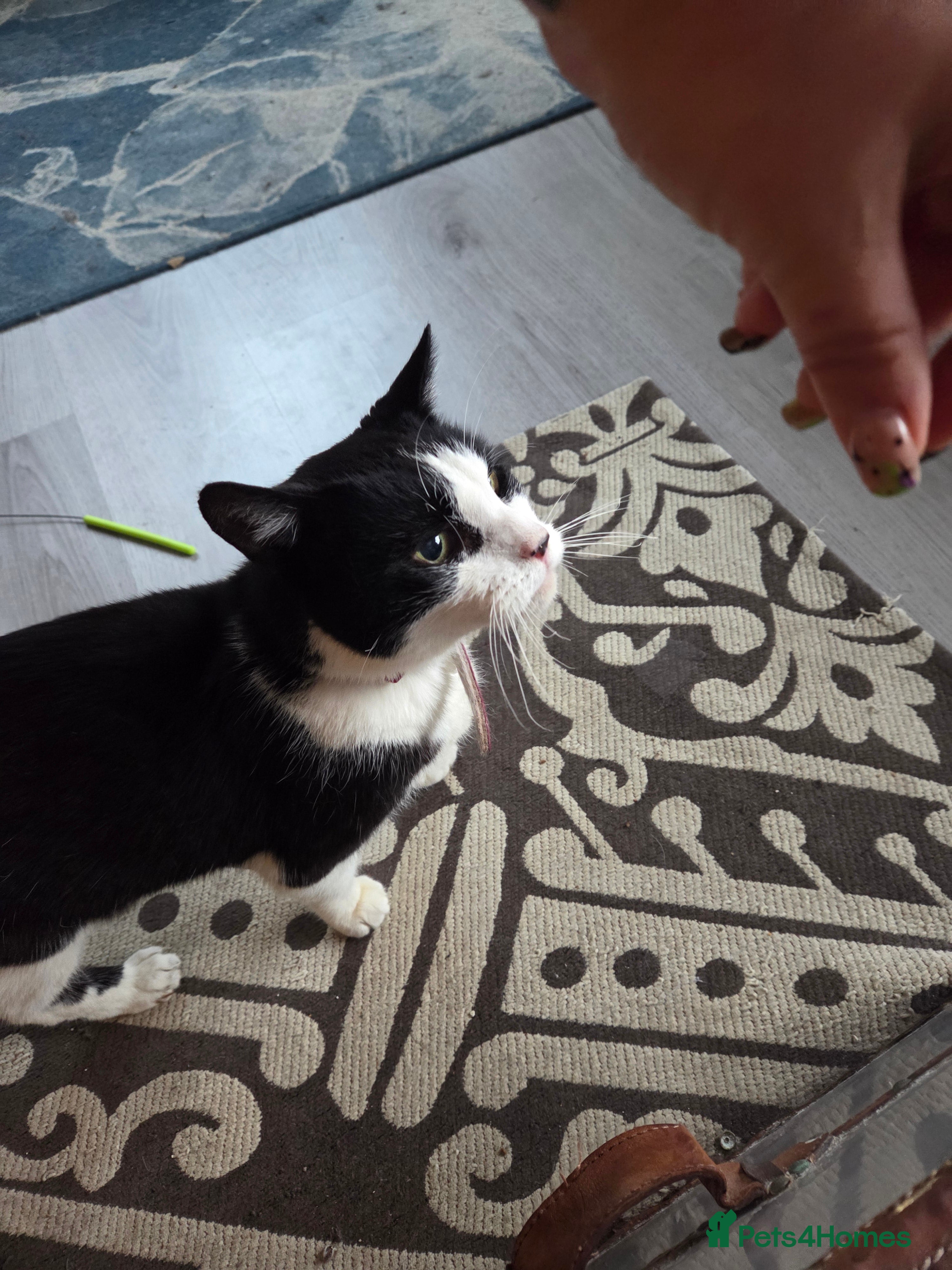 Mixed Breed cats Retirement home needed - Advert 4