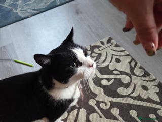 Mixed Breed cats Retirement home needed - Advert 11