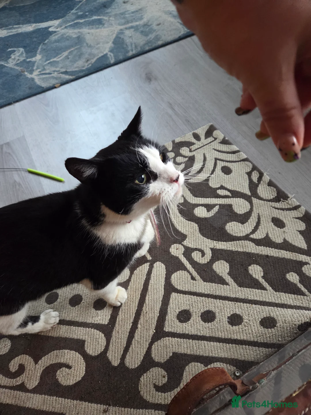 Mixed Breed cats for sale: Retirement home needed - Advert 1