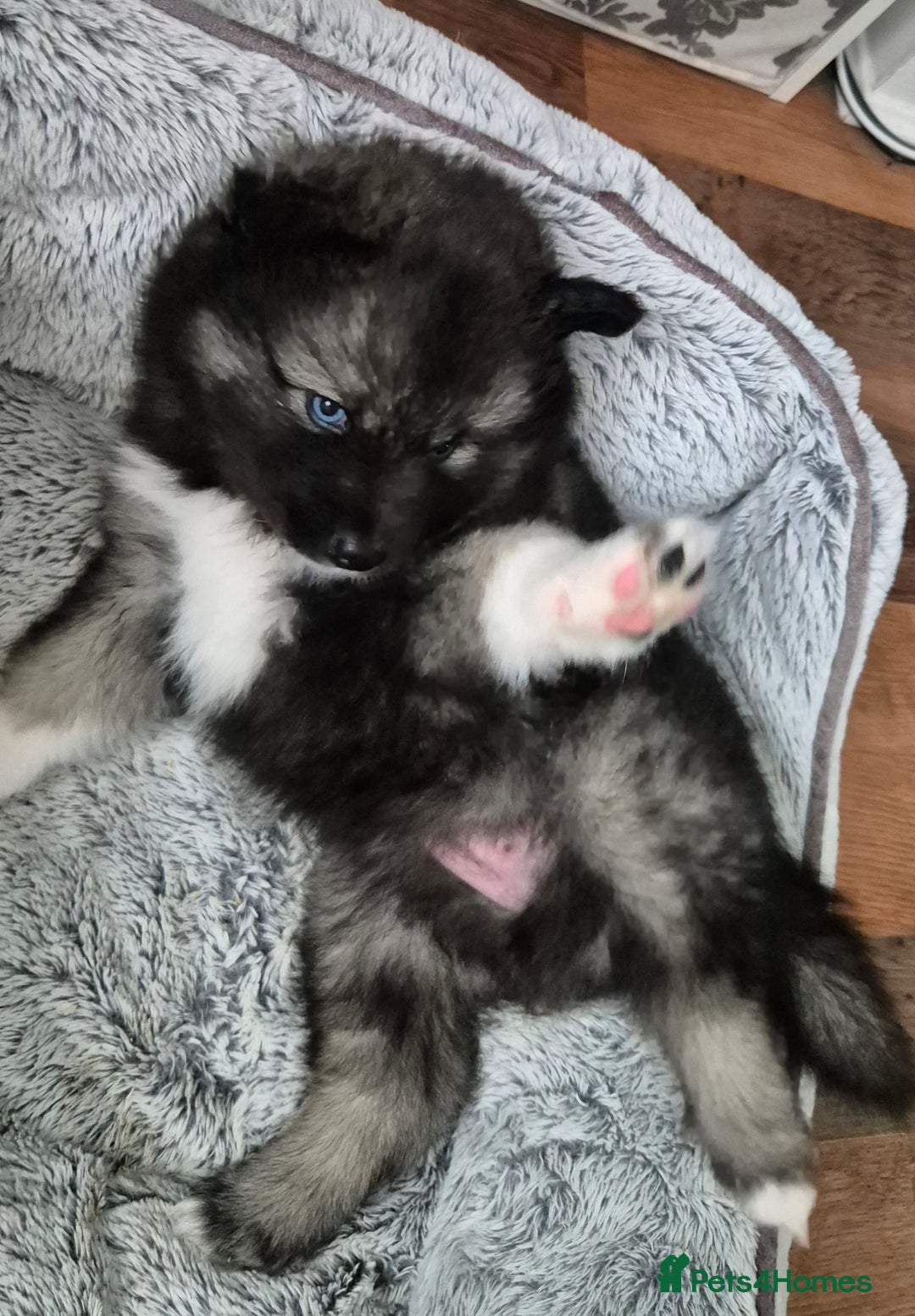 Pomsky dogs for sale: Perfect Female pomsky blue eyes - Advert 2