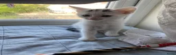 Mixed Breed cats for sale: 2 lovely kittens looking for their forever homes - Advert 11