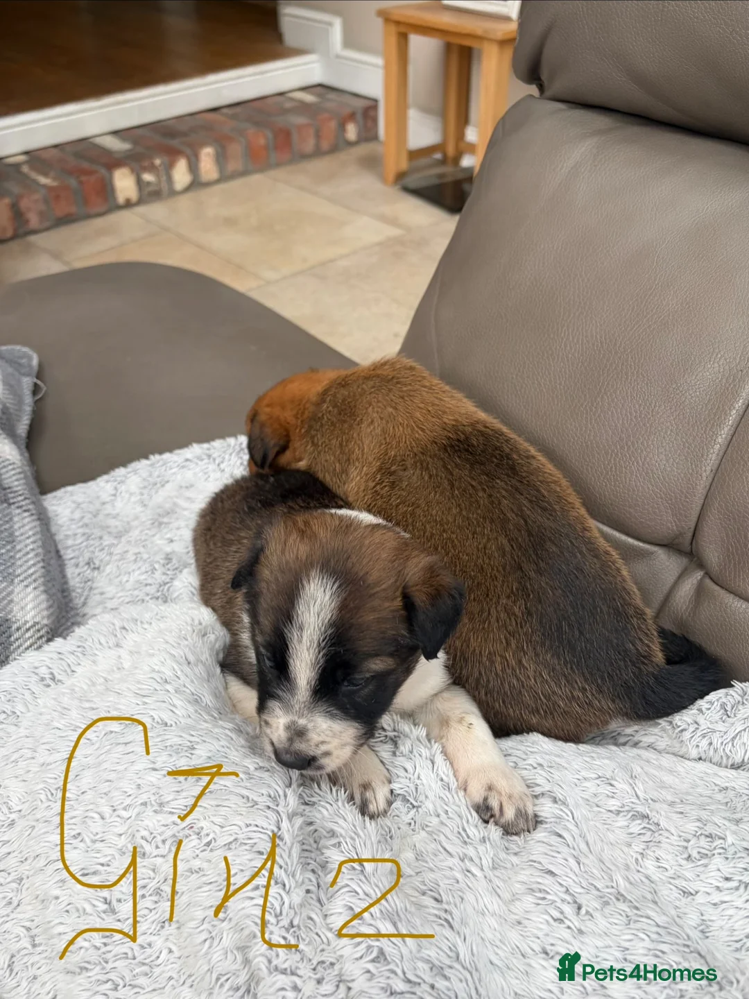 Mixed Breed dogs for sale: Beautiful Tri coloured pups - Advert 15