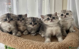 Scottish Fold cats for sale: Adorable Scottish Fold Kittens  - Image 1