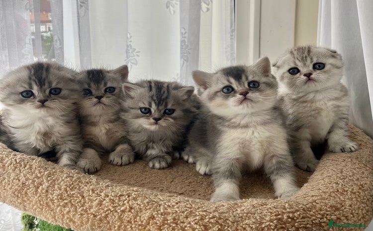 Scottish Fold cats - Advert 1