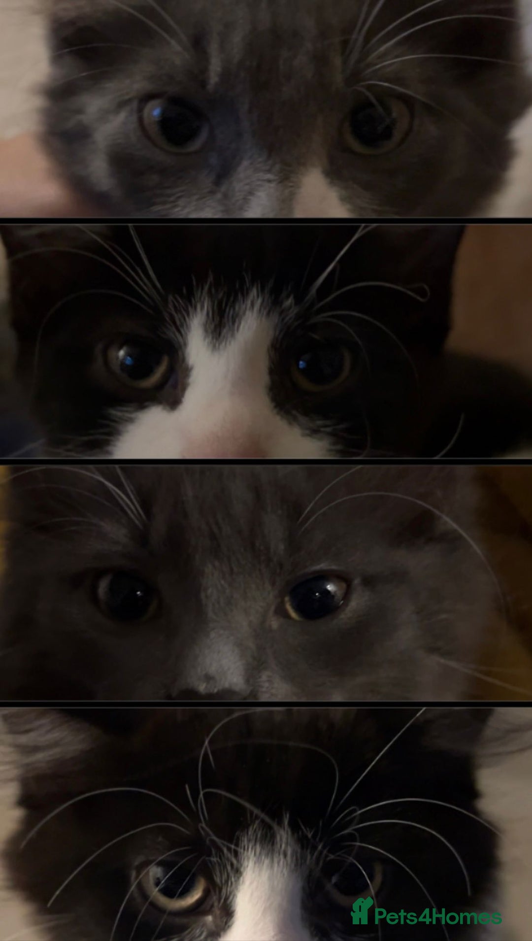 Domestic Shorthair cats for sale: Kittens for sale urgent - Advert 10