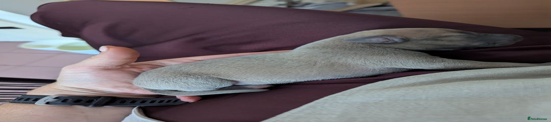 Whippet Puppy 1