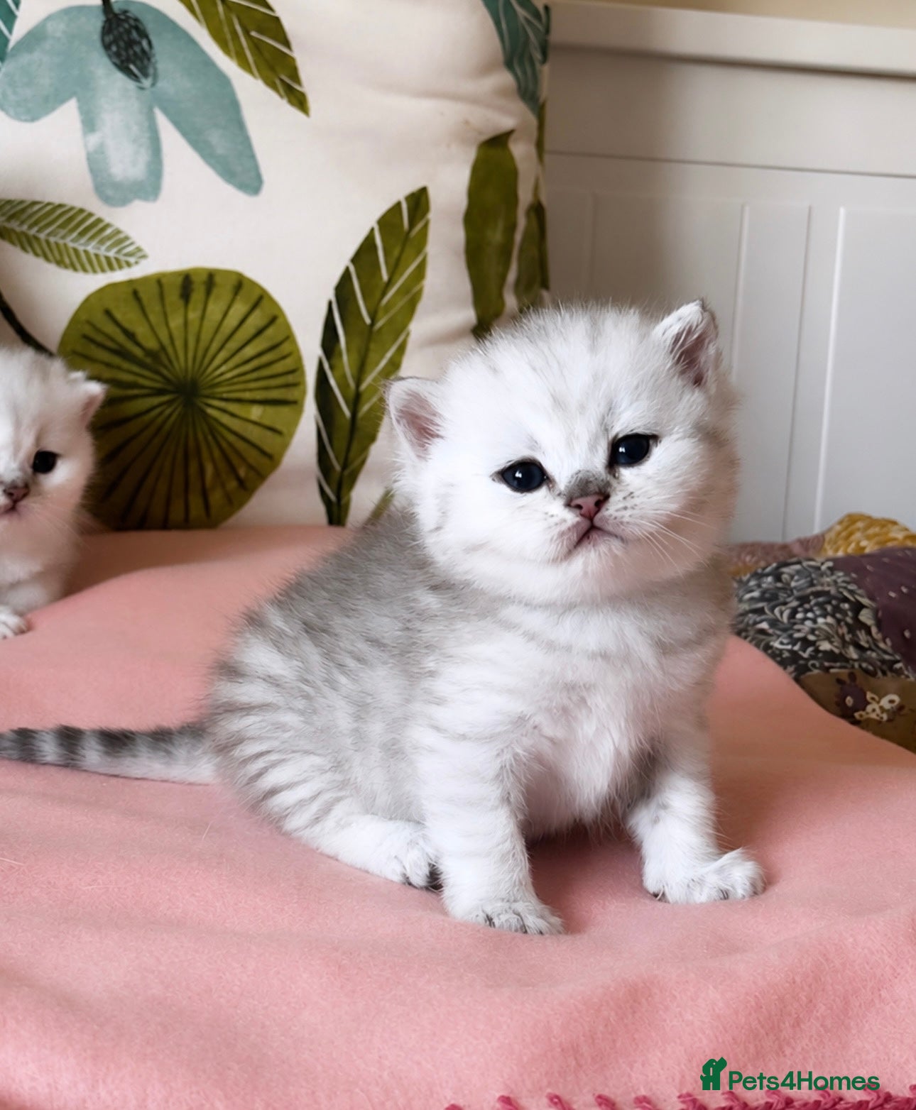 British Shorthair cats British Shorthair kittens - TICA registered - Advert 6