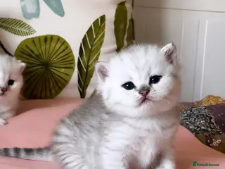 British Shorthair cats British Shorthair kittens - TICA registered - Advert 6