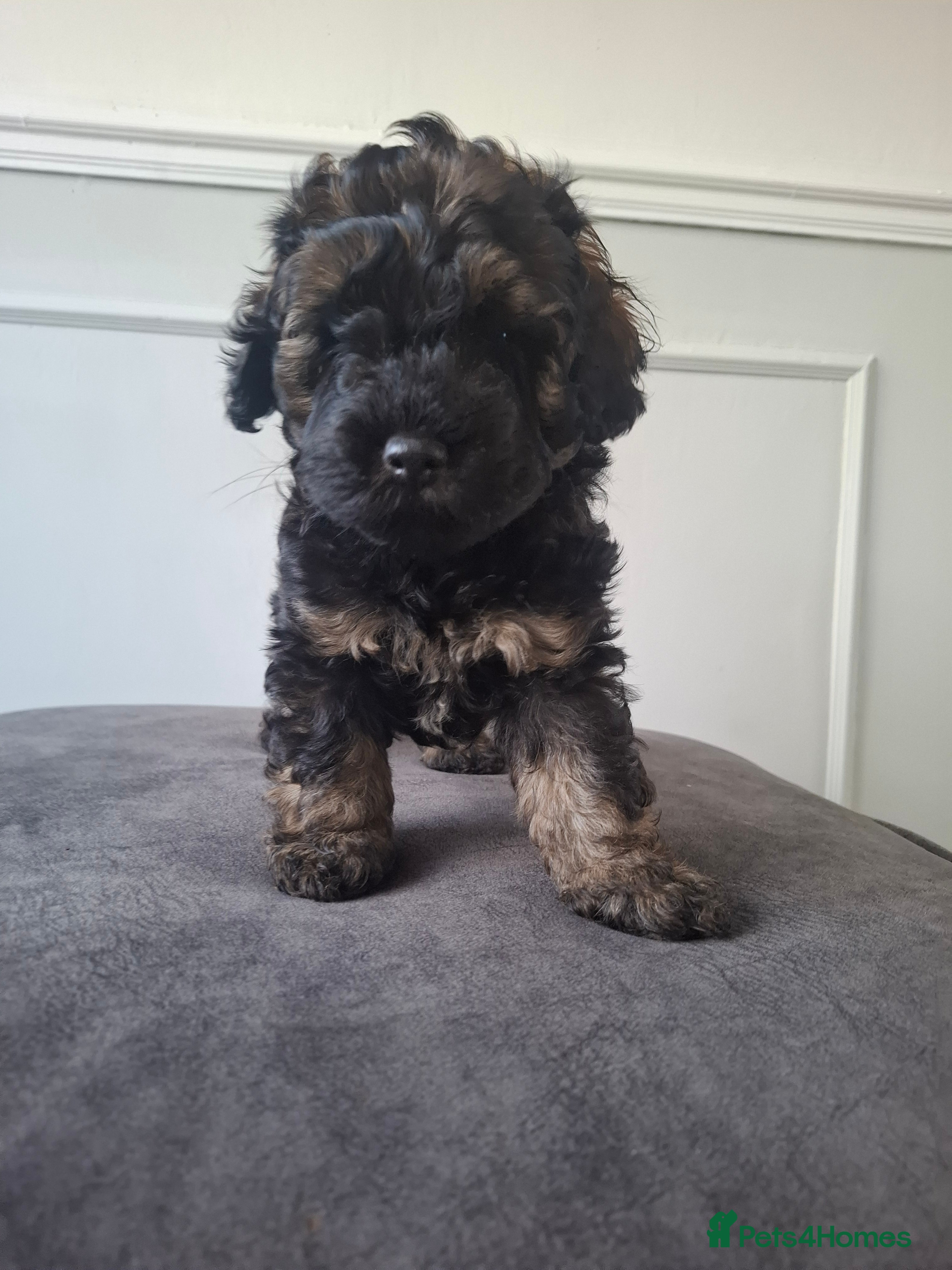 Cockapoo dogs F2b cockapoo pups - Advert 17