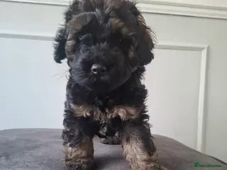 Cockapoo dogs F2b cockapoo pups - Advert 17